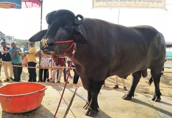 buffalo Bhima worth Rs 14 croreஎருமை மாட்டின் விலை ரூ.14 கோடி