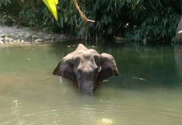 Kerala elephant, Elephant dead, kerala elephant dead, Kerala Pregnant Elephant death, kerala news