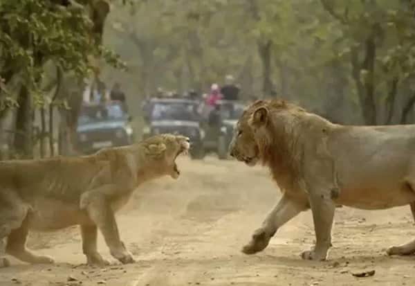 Lion, Lioness, viral video, Gir Forest, சிங்கம், பெண்சிங்கம், சண்டை, வைரல் வீடியோ, கிர், குஜராத்

