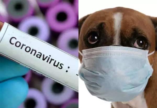 Dog Coronavirus, Found, In Humans, Malaysia, மலேஷியா, நாய் கொரோனா, 