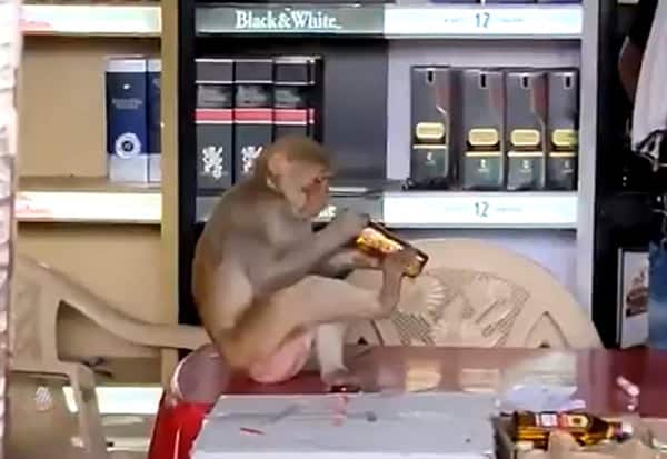 Monkey, drinks, alcohol, liquor, குரங்கு, மதுபானம்