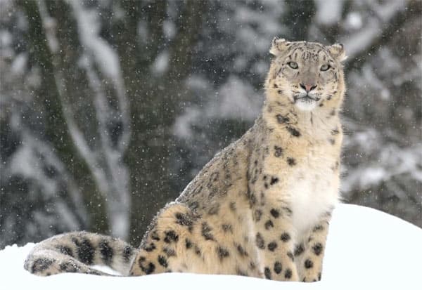 Snow leopard, state animal, Ladakh