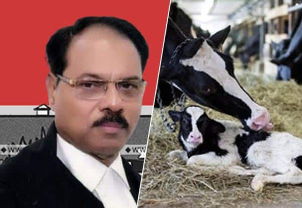 cow, Allahabad HC, judge