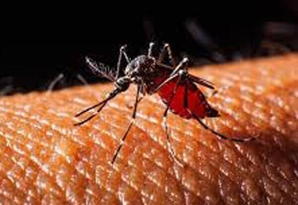 Dengue, mosquito, Dengue fever, TN,Tamilnadu,தமிழகம்,தமிழ்நாடு