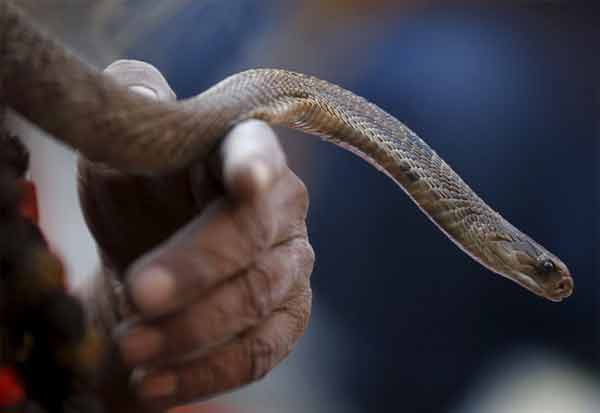 Karnataka, person catches, More than 300 Snakes, Dies After, கர்நாடகா, 300 பாம்புகள் பிடித்தவர், பாம்பு கடித்து மரணம், 