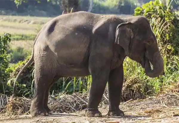 Elephant, Died, India, Murder, யானைகள், படுகொலை, இந்தியா