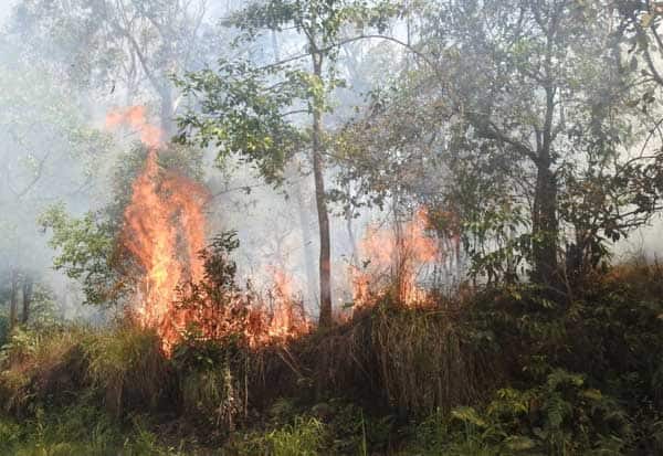 Empat hektar hutan hancur karena kebakaran |  dinamika