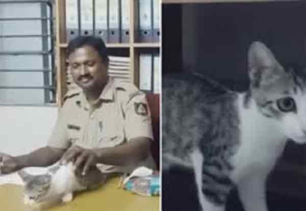 'Unable' to catch rats, Karnataka police 'deploy' cats
