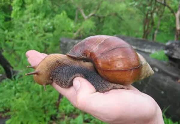 African land snails, snail, Florida Snail
