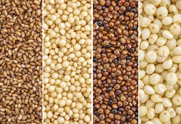 Government is considering providing free distribution of small grains in ration    ரேஷனில் சிறுதானியங்கள் வினியோகம் இலவசமாக வழங்க அரசு பரிசீலனை 