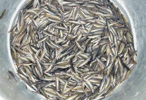 1,400 per kg of fish in Bodi   போடியில் அயிரை மீன் கிலோ ரூ.1,400