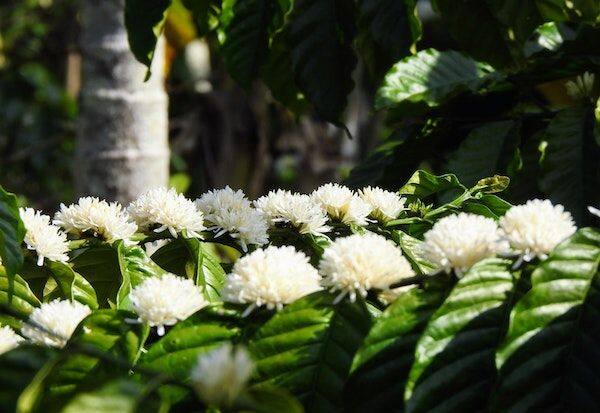 White coffee flowers blooming in Bandalur region  பந்தலூர் பகுதியில்  பூத்துள்ள வெள்ளை காபி பூக்கள்