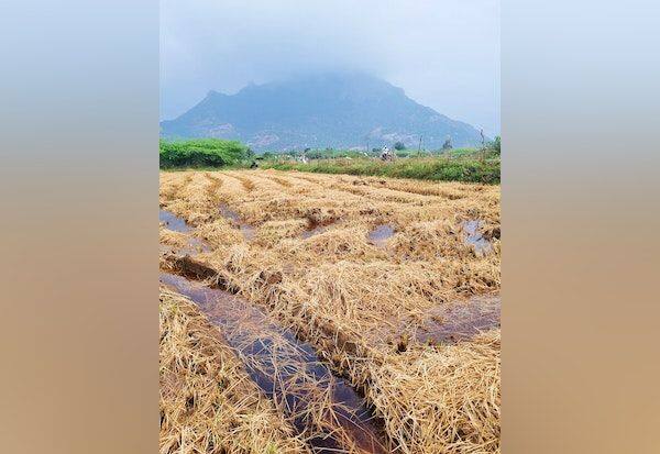 Rain-soaked straw   மழையில் நனைந்த வைக்கோல் 