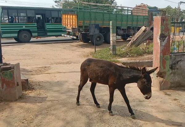 5 people injured in Sayalkudi chasing donkey   விரட்டிக்கடிக்கும் கழுதை சாயல்குடியில் 5 பேர் காயம் 