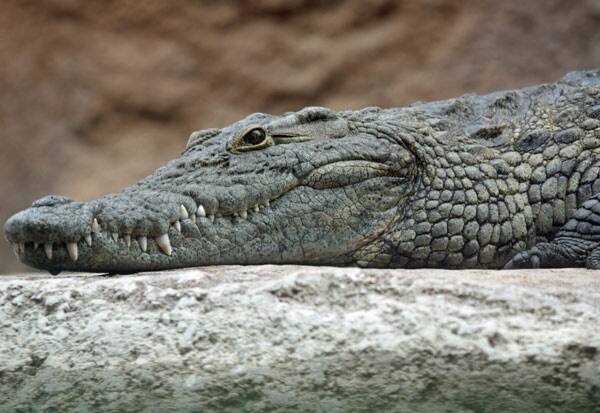 Crocodiles help humans to protect from fungal infection..!  பூஞ்சை தொற்று பாதிப்பு : மனிதர்களுக்கு உதவும் முதலைகள்..!