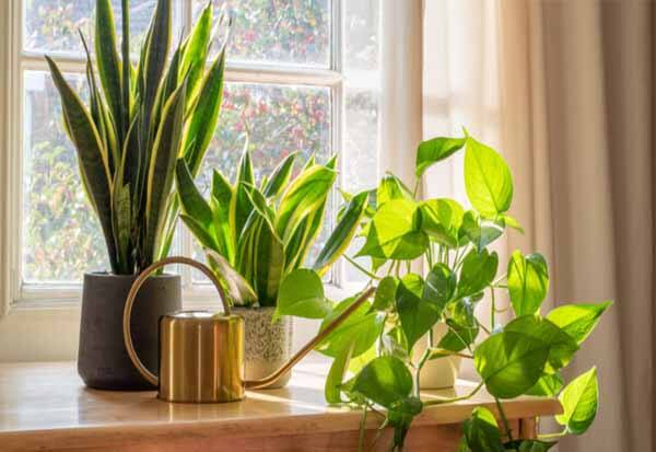 Indoor plants that make the bedroom green!  படுக்கையறையை பசுமையாக்கும் இண்டோர் பிளான்ட்ஸ் !