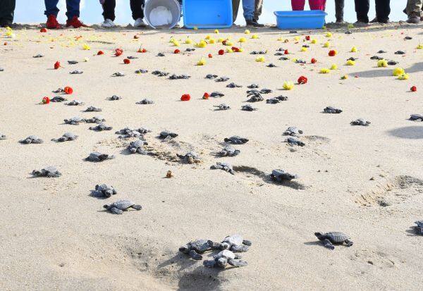 Baby turtles in Dhanushkodi sea    தனுஷ்கோடி கடலில் ஆமை குஞ்சுகள்