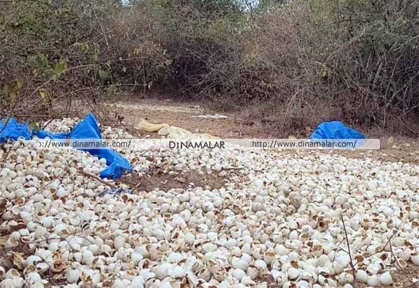 Rotten duck eggs brought from Andhra Pradesh are spread in the wild  ஆந்திராவிலிருந்து கொண்டுவரப்படும் அழுகிய வாத்து முட்டைகள் வனப்பகுதியில் வீச்சு