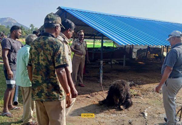 Rescue of stray bear in Senji area   செஞ்சி பகுதியில் திரிந்த கரடி மீட்பு