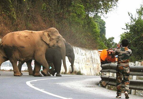 Wild elephants encamped 4 km, chased away by forest department   முகாமிட்ட காட்டு யானைகள் 4 கி.மீ., விரட்டிய வனத்துறையினர்