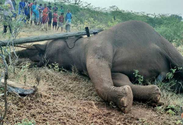 Elephant dies due to electrocution  திருநெல்வேலி, கோவையில் யானை இறப்பு