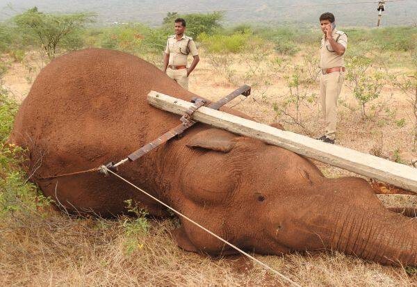 A wild elephant died after an electric pole fell   மின் கம்பம் சாய்ந்து காட்டு யானை பலி 