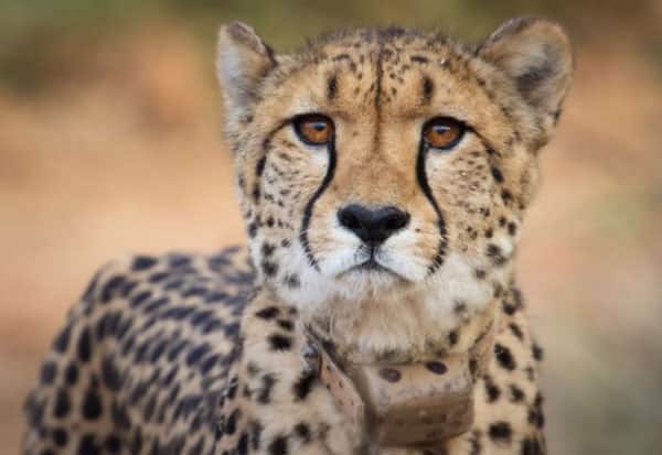 A female leopard from Namibia has died  நமீபியாவில் இருந்து வந்த பெண் சிறுத்தை பலி