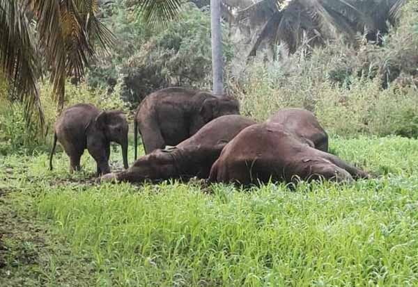 Ecosystem urges removal of electric fences that kill elephants   யானைகளை கொல்லும் மின்வேலிகள் அகற்றிட சூழல் அமைப்பு வலியுறுத்தல்