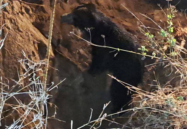 Rescue of 2 bears that fell into a well   கிணற்றில் விழுந்த 2 கரடிகள் மீட்பு