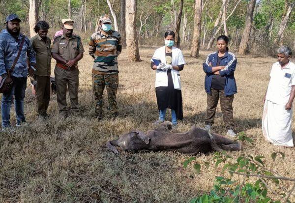 Baby elephant dies after being separated from its mother   தாயை பிரிந்த குட்டி யானை உயிரிழப்பு