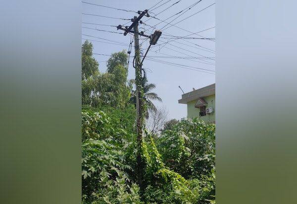 Complaint box: Vegetation over power pole at road junction  புகார் பெட்டி:சாலை சந்திப்பில் உள்ள மின் கம்பத்தில் படரும் செடிகள்