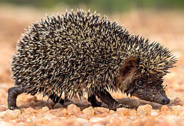 Will the southern states hedgehogs be saved? Can poaching be prevented?   தென் மாநில முள்ளெலிகள்  காப்பாற்றப்படுமா? வேட்டையாடுவது தடுக்கப்படுமா ?