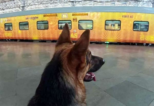 Booking starts at IRTC; Train with pets!  செல்ல பிராணிகளுடன் ரயிலில் போகலாம்!: துவங்குது முன்பதிவு