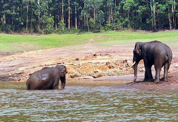 Tourists enjoy bathing elephants at Mattupatti Dam   மாட்டுப்பட்டி அணையில் யானைகள் குளியல் ரசித்த சுற்றுலாப்பயணிகள்