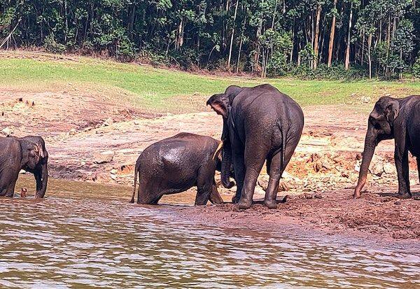 Elephants bath at Mattupatti Mandir * Tourists enjoyed   மாட்டுபட்டி ஆணையில் யானைகள் குளியல் * ரசித்த சுற்றுலாப்பயணிகள் 