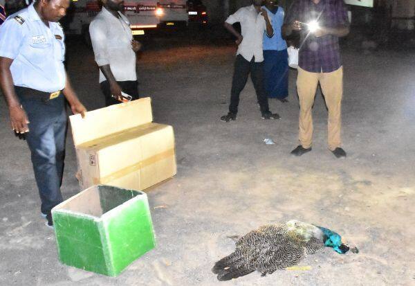 Death of a roaming peacock in a government hospital   அரசு மருத்துவமனையில்  சுற்றித் திரிந்த மயில் இறப்பு 