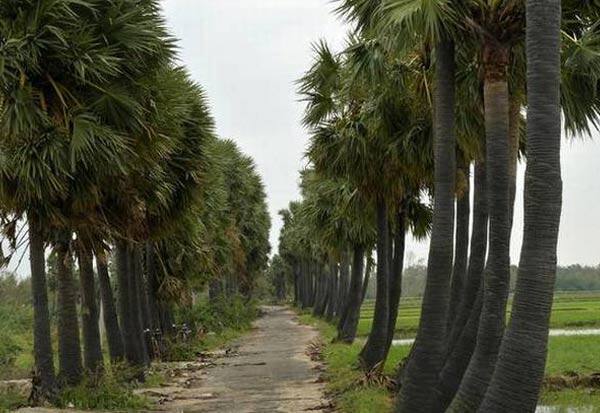 Dont destroy even if it doesnt protect - the palm tree is a boon...!   பனைமரம் ஒரு வரப்பிரசாதம் -பாதுகாப்பது அனைவரின் கடமை..!