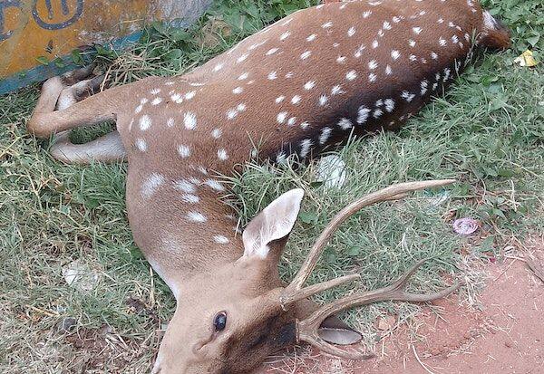 Male deer are killed by dogs   நாய்கள் கடித்துஆண் மான் பலி