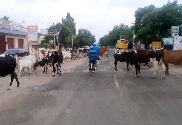 Cattle roaming in the middle of the road pose an accident hazard to motorists    நடுரோட்டில் உலா வரும் கால்நடைகள் வாகன ஓட்டிகளுக்கு விபத்து அபாயம்