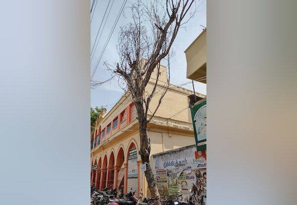 Whether the tree threatening students will be removed before school opens Parents preference for removal before school opens    மாணவர்களை அச்சுறுத்தும் மரம் பள்ளி திறக்கும் முன் அகற்றப்படுமா;   பள்ளி திறக்கும் முன் அகற்ற பெற்றோர்  விருப்பம்