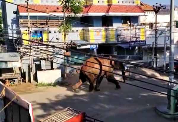 Theni: A rice-horned elephant entered the town of Kambam   கம்பம் நகருக்குள் புகுந்த அரிசிக்கொம்பன் யானை