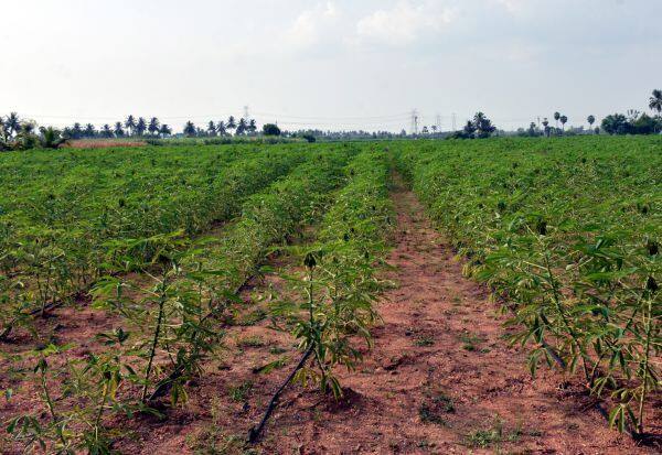  Severe drought echoes farmers preparing for drip irrigation    சொட்டு நீர் பாசனத்திற்கு ஆயத்தமாகும் விவசாயிகள் கடும் வறட்சி எதிரொலி