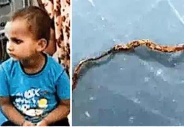 A three-year-old boy who chewed a snake  பாம்பை மென்று திண்ற மூன்று வயது சிறுவன்