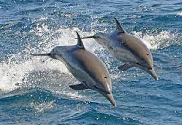  Dolphin on the brink of extinction in the Gulf of Mannar   மன்னார் வளைகுடா கடலில் அழிவின் விளிம்பில் டால்பின்