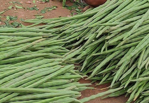  Moringa crop has been affected by rains and prices have soared due to reduced supply   மழையால் முருங்கை மகசூல் பாதிப்பு வரத்து குறைவால் விலை எகிறியது