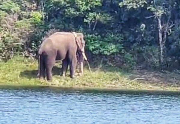 Arice Kompan elephant roaming near Kotaiyar dam   கோதையாறு அணை அருகே  சுற்றும் அரிசி கொம்பன் யானை