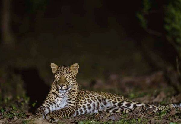 Cheetah advised to travel carefully on Valparai Road   வால்பாறை ரோட்டில் சிறுத்தை கவனமாக பயணிக்க அறிவுரை