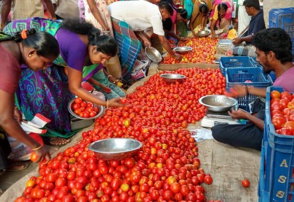 Tomato Shortage in Sivagangai District: Cooperative Officials Opt Out, Prices Soar to Rs 140 per Kg