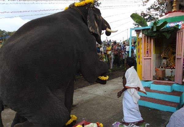  Ganesha Chaturthi Festival: Domestic elephants worship Ganesha   விநாயகர் சதுர்த்தி விழா:விநாயகரை வணங்கிய வளர்ப்பு யானைகள்