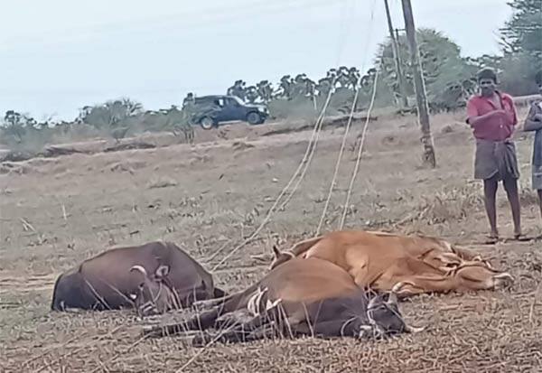  4 cows and 2 goats killed when power pole fell in Asirvadhapuram    ஆசீர்வாதபுரத்தில் மின் கம்பம் சாய்ந்ததில் 4 மாடுகள் 2 ஆடுகள் பலி